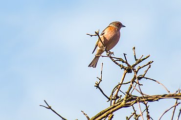 Zięba-juz wyzej nie mozna siedziec:)) to znaczy to jest juz czubek mojego przyjaznego. drzewa:)) #ptaki #alicjaszrednicka #ogrody #zimowe #fotki