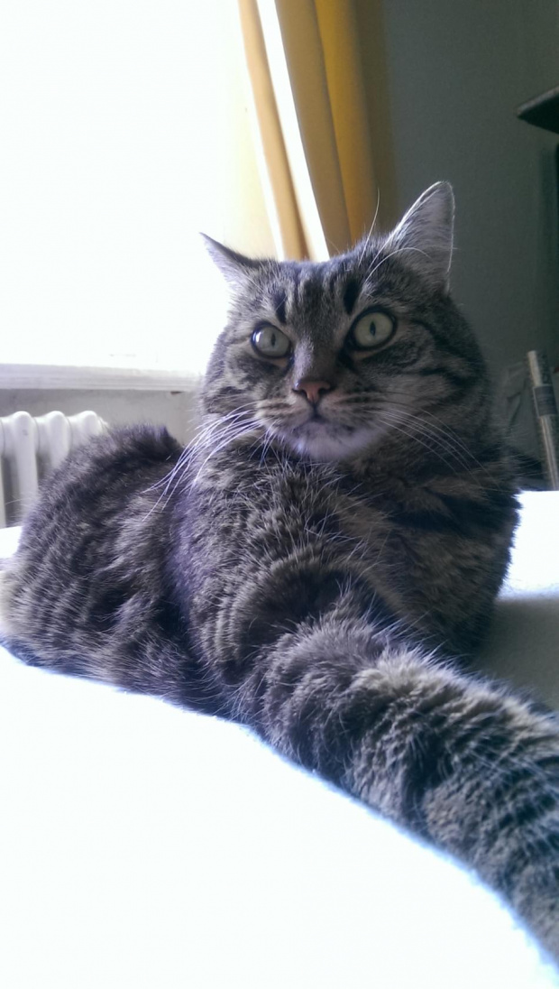 sitz