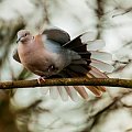 Golab Grzywacz (Ringeltaube) #ptaki #natura #przyroda #ogrody #alicjszrednicka