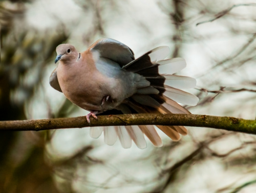 Golab Grzywacz (Ringeltaube) #ptaki #natura #przyroda #ogrody #alicjszrednicka