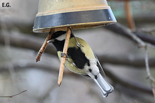 sikora bogatka (Parus major)