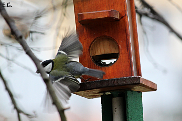 sikora bogatka (Parus major)