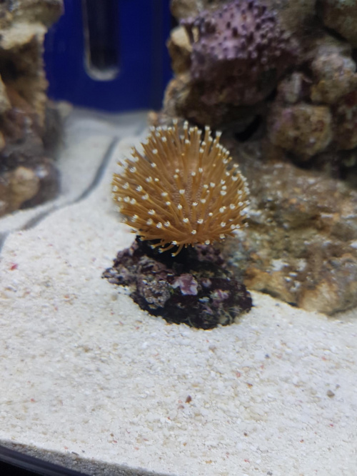 Sarcophyton