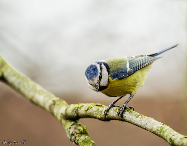 Modraszka #ptaki #przyroda #natura