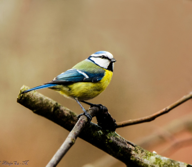 Modraszka,- #ptaki #ogrody #natura #przyroda