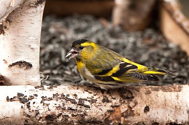 Czyzyk w karmniku .celowo wysylam go do wiosennego albumu,przeciez wiosna a ptaki wciaz przylatuja ,bo ziemia zmarznieta jeszcze:( #ogrody #ptaki #dokarmianie #wiosna #zima