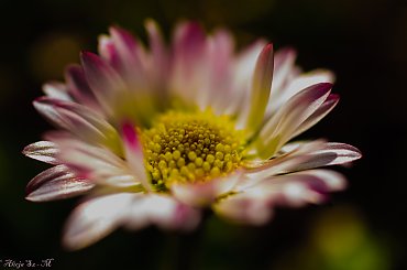 te maciupkie stokroteczki natychmiast umilaja cieplejsze dni:)) ... #wiosna #ogrody #kwiaty