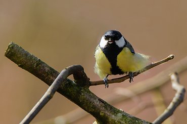 Bogatka-taki Hippis.-:)) #ptaki #ogrody #alicjaszrednicka #natura #przyroda