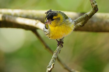 Czyzyk,- #ptaki #ogrody #alicjaszrednicka #natura #przyroda