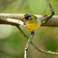 Czyzyk,- #ptaki #ogrody #alicjaszrednicka #natura #przyroda