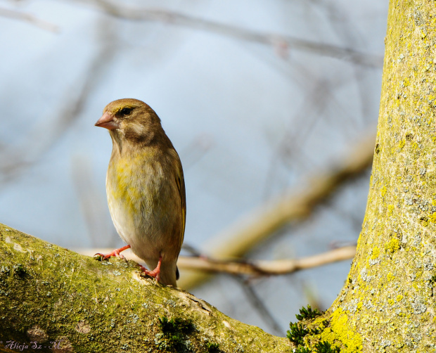Dzwoniec:-- #ptaki #ogrody #natura #przyroda #modraszki #drozdy #dzwoniec