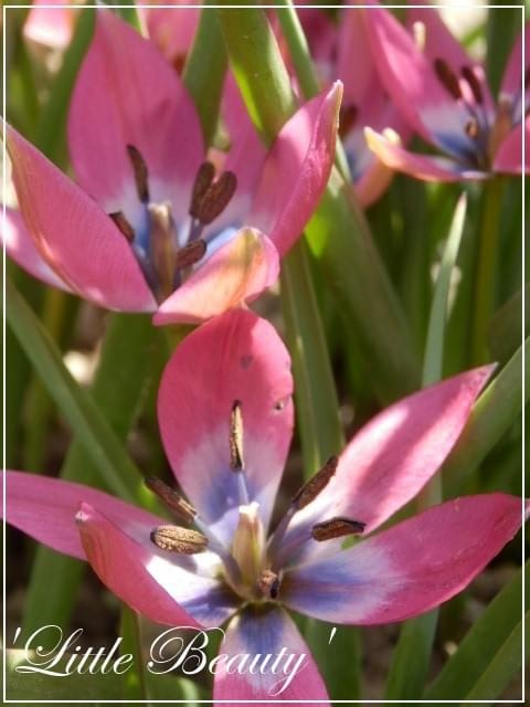 tulipa 'little beauty'