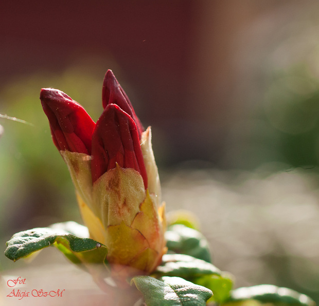 Różanecznik,Rhododendron czerwony w powijakach:) #kwiaty #ogrody #przyroda #natura