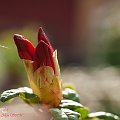 Różanecznik,Rhododendron czerwony w powijakach:) #kwiaty #ogrody #przyroda #natura