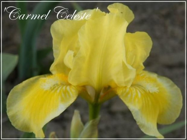 iris 'carmel celeste'