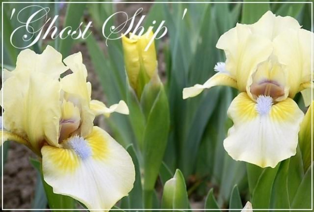 iris 'ghost ship'