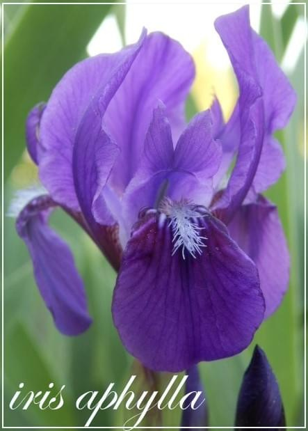 iris aphylla