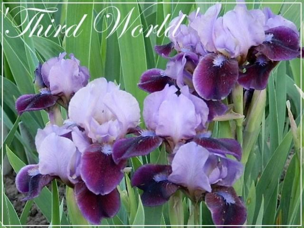 iris 'third world'