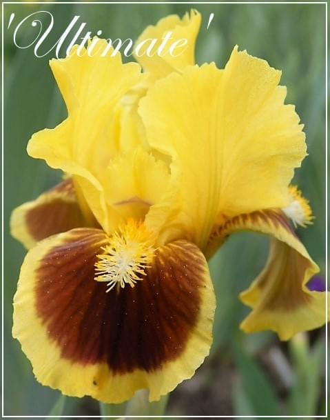 iris 'Ultimate'