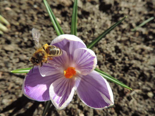 Krokus