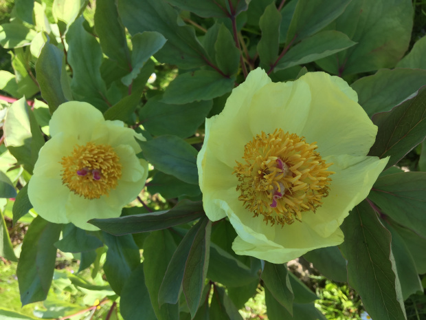 Paeonia mlokosewitschii