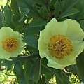 Paeonia mlokosewitschii