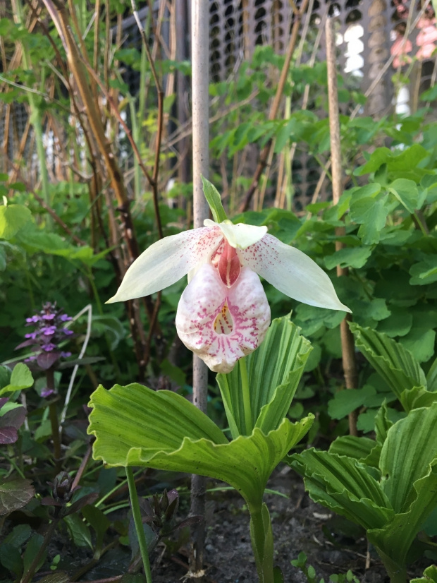 Cypripedium formosanum