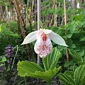 Cypripedium formosanum