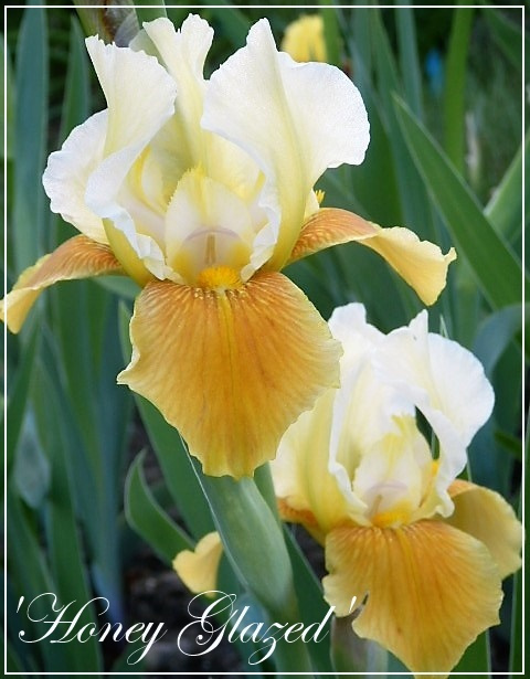 iris 'honey glazed'