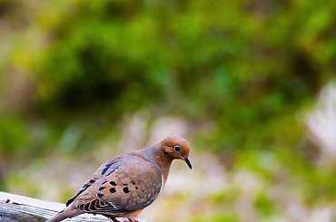 Zenaida (gołębie) #ptaki #polnocna #ameryka SC NC #alicjaszrednicka