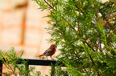 Ptaki w ogrodzie w Poludniowej Carolinie,- #ptaki #Polnocnej i #Poludniowej #Caroliny #ptaki #alicjaszrednicka #ogrodySC #ameryka #polnocna