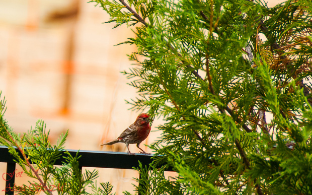 Ptaki w ogrodzie w Poludniowej Carolinie,- #ptaki #Polnocnej i #Poludniowej #Caroliny #ptaki #alicjaszrednicka #ogrodySC #ameryka #polnocna