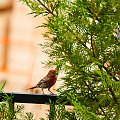 Ptaki w ogrodzie w Poludniowej Carolinie,- #ptaki #Polnocnej i #Poludniowej #Caroliny #ptaki #alicjaszrednicka #ogrodySC #ameryka #polnocna
