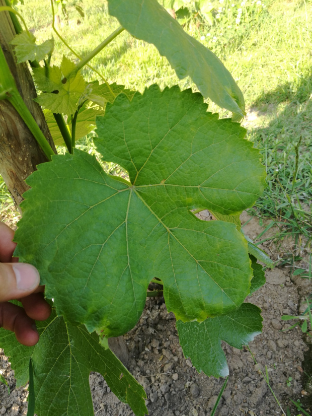 Einseet Seedless