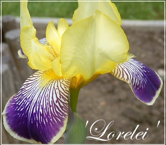 iris 'lorelei'