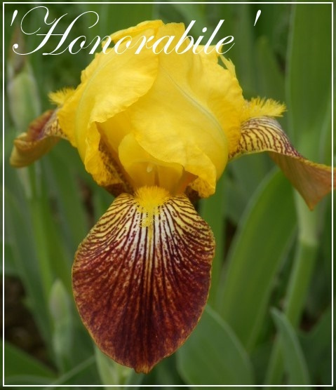 iris 'honorabile'