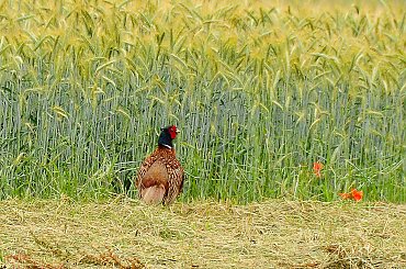 Fasan czyli Bazant zwyczajny zyjacy dziko na polach Polnocnej Weastwalii ,a rowniez w mojej miejscowosci.chodza sobie swobodnie zdobiac pola i laki .. #natura #ptaki #Fasan #Bazant #natura #ogrody #alicjaszrednicka