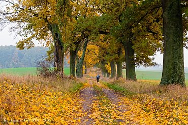 Spowita zamgleniem kolorowa jesień #rower #jesień #Chojnice #zamglenie