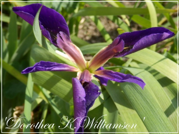 iris louisiana