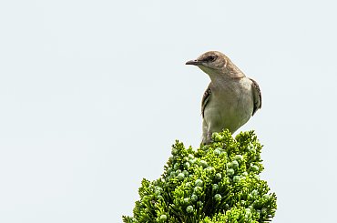 #ptaki #USA #przyroda #natura #alicjaszrednicka