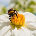 Bak na rumianku #insekty #kwiaty #rumianki #ogrody #lato #przyroda alicjaszrednicka-mondritzki