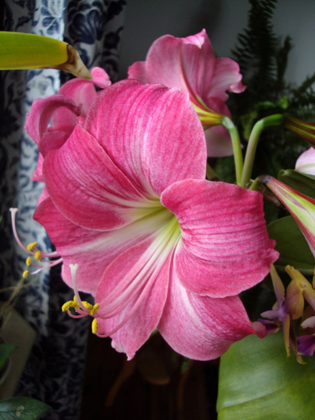 hippeastrum