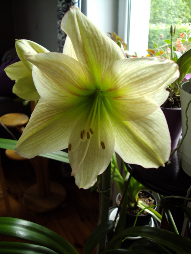 hippeastrum