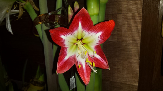 Hippeastrum Neon