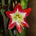 Hippeastrum Neon