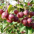 Malus hupehensis