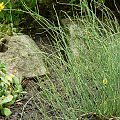 Ephedra gerardiana var.sikkimensis