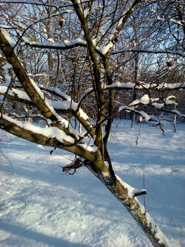 Zima w Polsce/Winter in Poland, Natura 15 258 (autor: jlez)