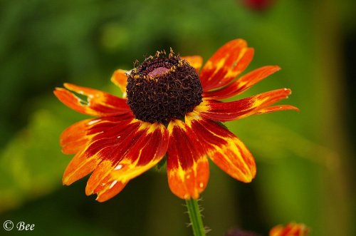 Rudbekia