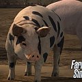 FS 17, klucz, fs 17 download pl, Funpage , http://fanifarmingsimulator17.pl/tag/farming-simulator-2017-download/.